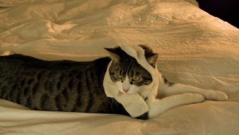 The wounded cat wears gauze.