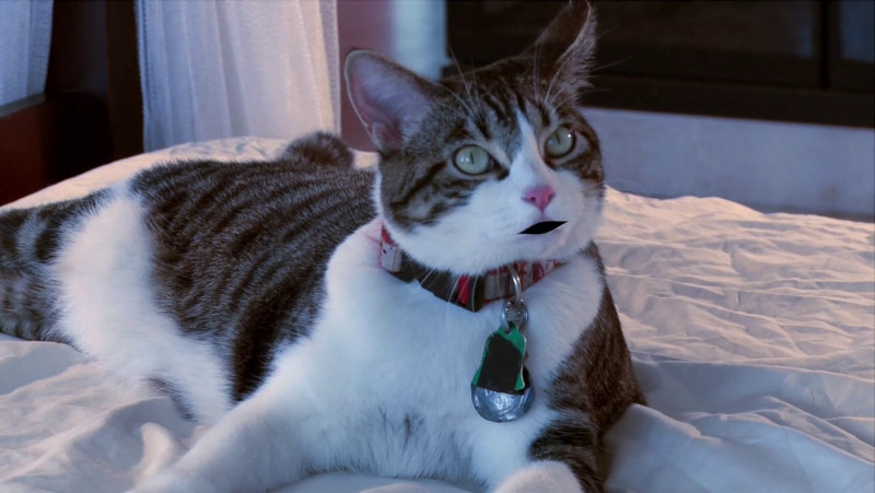 The cat's poorly animated mouth.