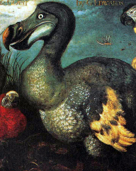 A fat dodo in 1626. This picture served as the model for Tenniel's illustration of the Dodo in 'Alice's Adventures in Wonderland'.