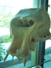 Elephas Falconeri (Pygmy Elephant)